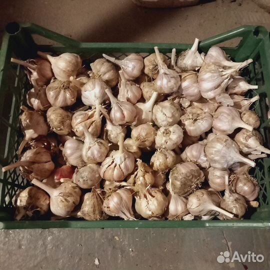 Чеснок