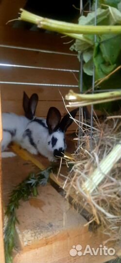 Кролики на племя