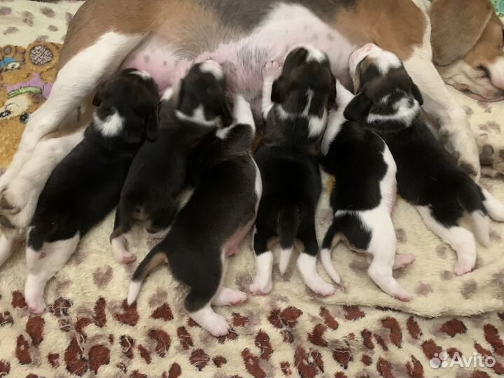 Бигль щенки