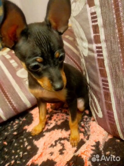 Щенки русский той-терьер