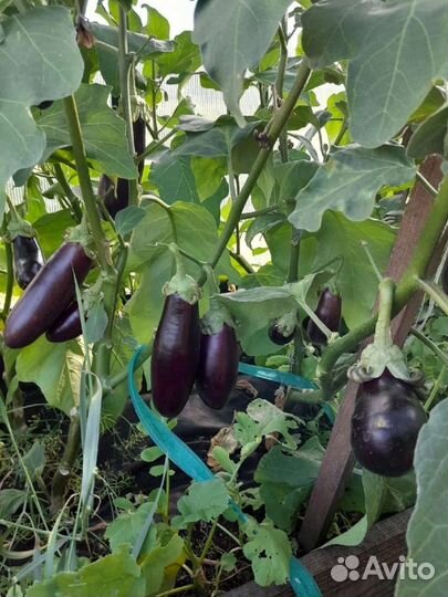 Компост - удобрение