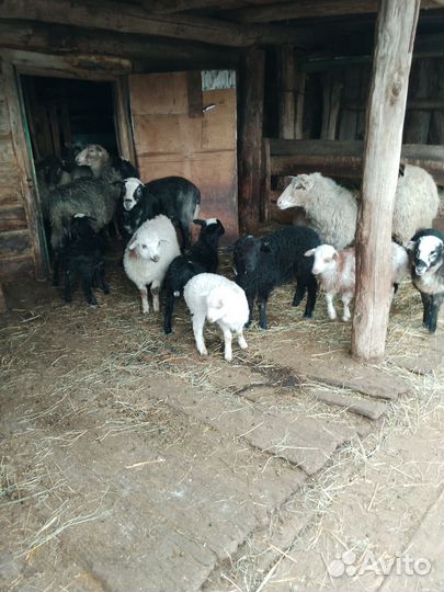 Овцы бараны ягнята