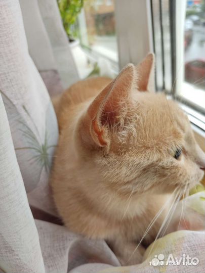 Кошка мышеловка ищет дом