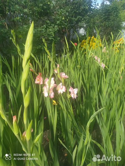Гладиолусы цветы