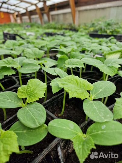 Рассада, семена, зелень, цветы