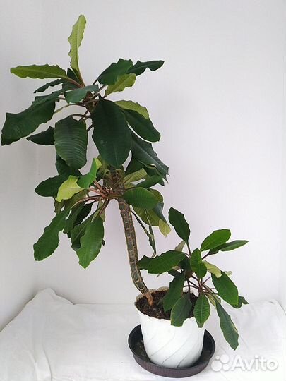 Молочай беложилковый 80 см