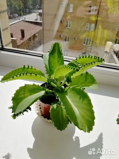 Каланхое живородящее