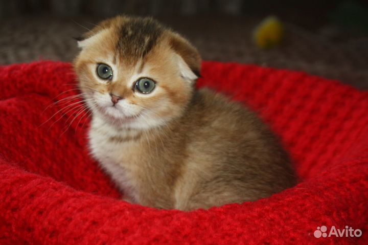 Шотландские котята