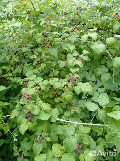 Ежемалина саженцы