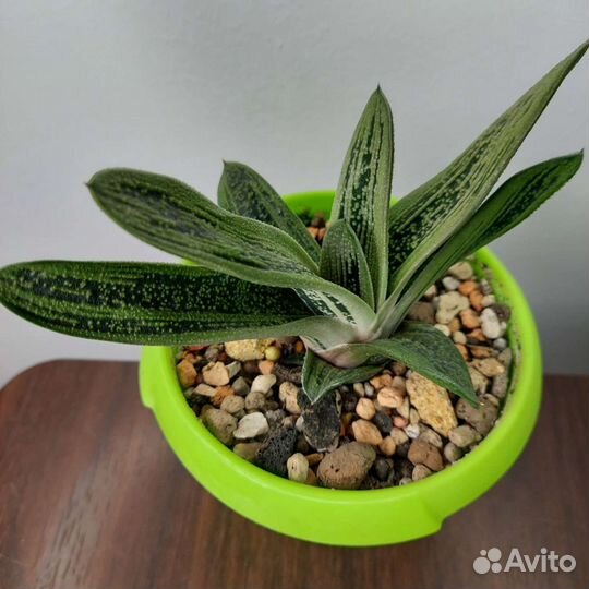 Суккуленты