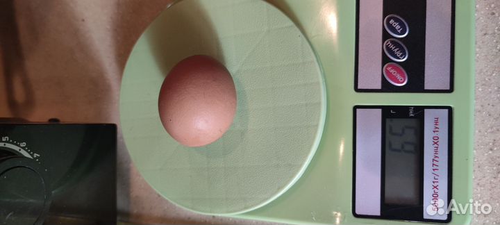 Домашние куриные яйца