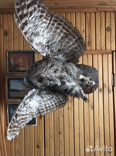 Чучело совы