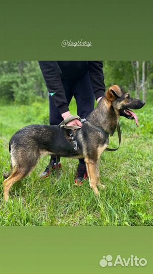 Собака из приюта. Можно в квартиру