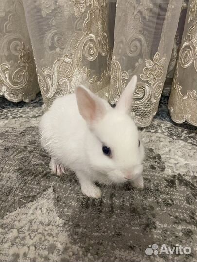 Бронь. Декоративные карликовые крольчата гермелины