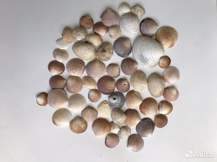 Ракушка морская