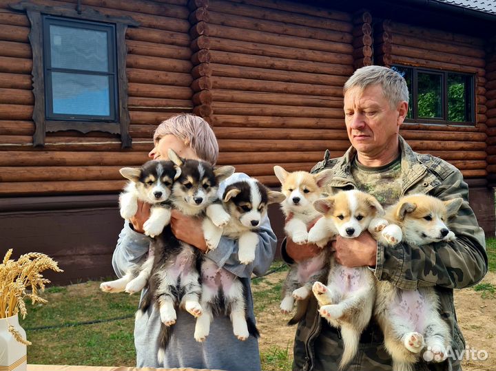 Щенки корги