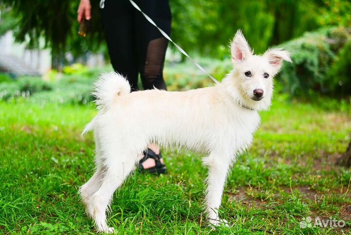 Щенок в добрые руки бесплатно