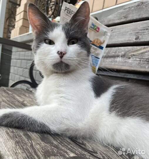 Кошки в добрые руки