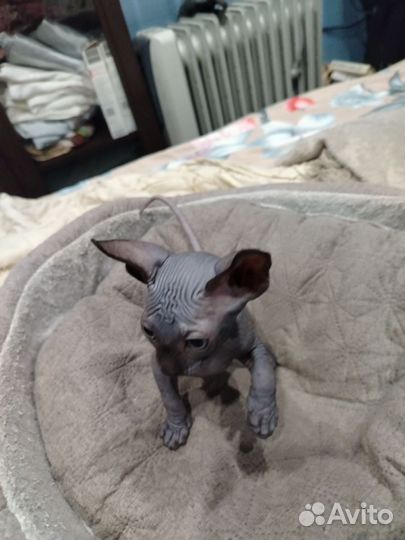 Канадский сфинкс котенок мальчик