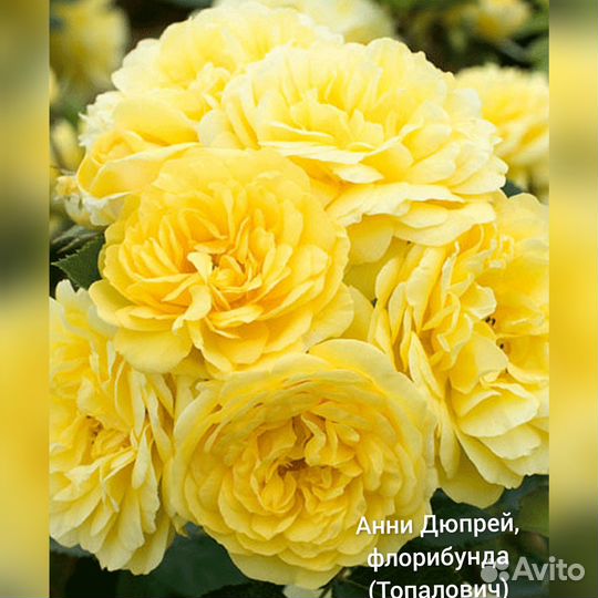 Саженцы роз