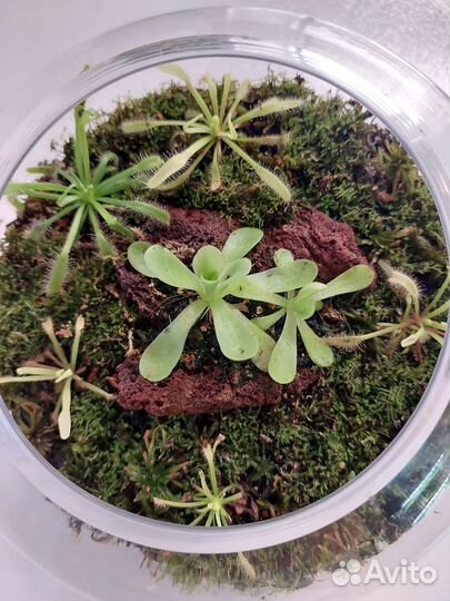 Хищные растения