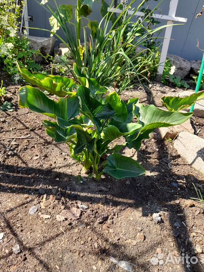 Канна красная, Калла, Зефирантес (выскочка)