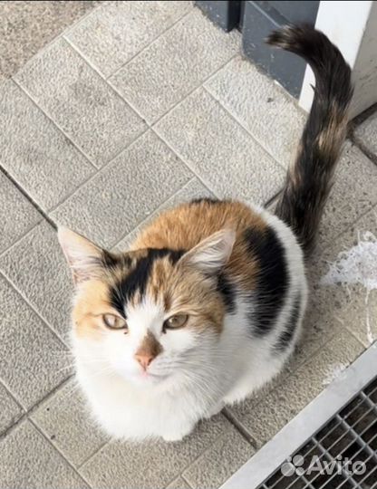 Кошечка