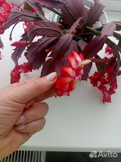 Декабрист шлюмбергера сортовые