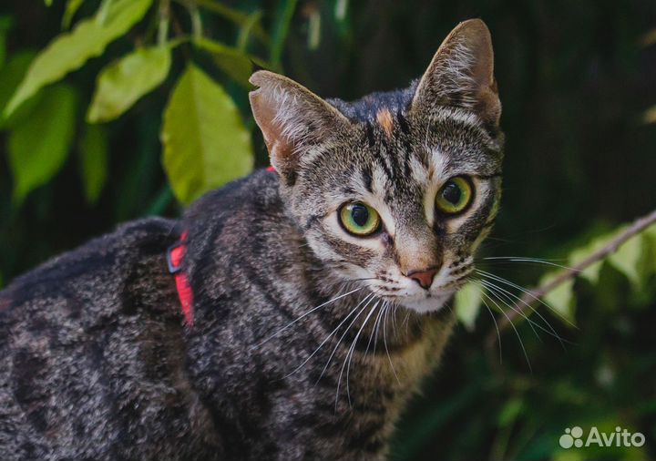 Кошка