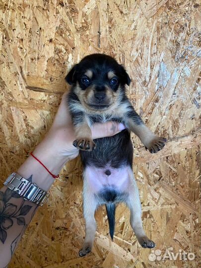 Той-терьер щенки