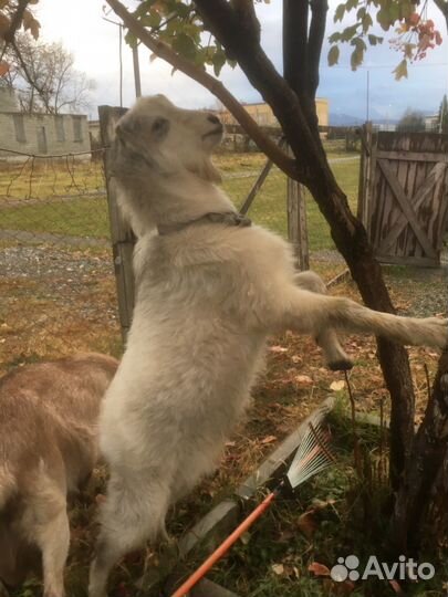 Козел на племя Ламанча