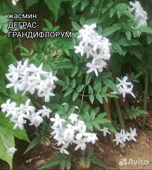 Жасмин деграсс грандифлорум