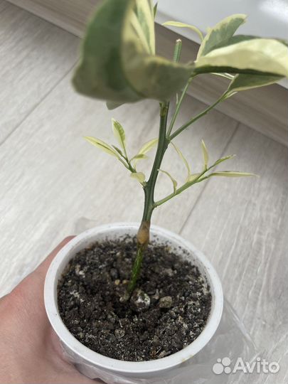 Каламондин вариегатный