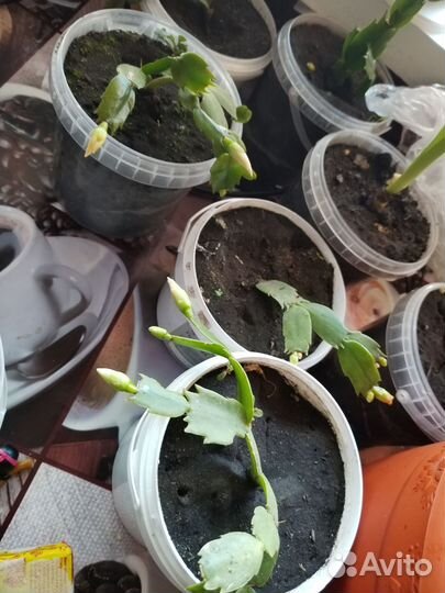 Декабристы и другие комнатные цветы