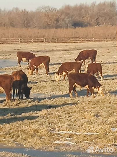 Бычки и телочки 