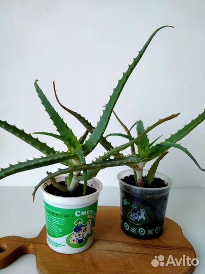 Алоэ столетник