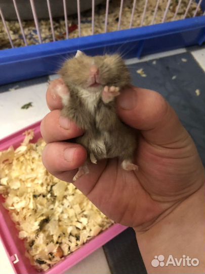 Хомячки с клеткой