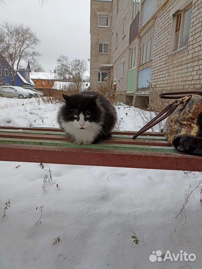 Котики бесплатно в добрые руки