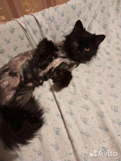 Кошка Клякса в добрые руки