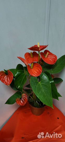 Комнатные растения цветы антуриум разные
