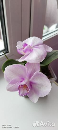 Орхидея фаленопсис