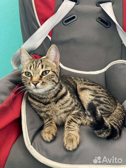 Отдам в добрые руки котенка