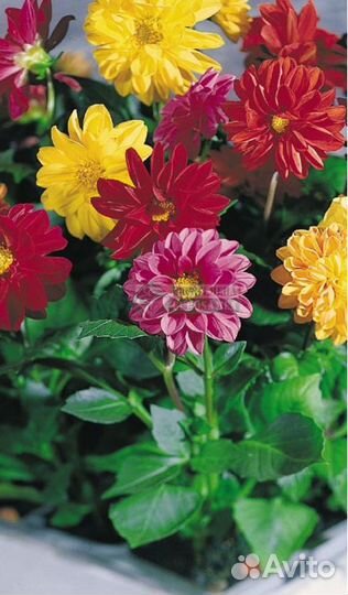 Цветочная рассада однолетних культур