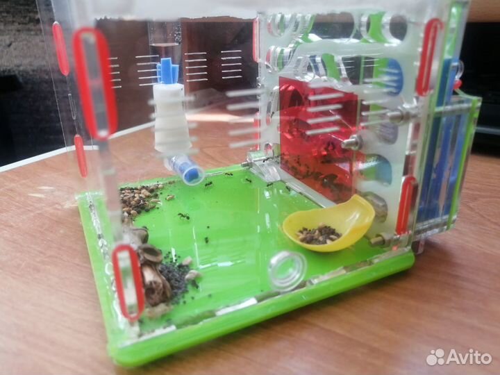 Муравьиная ферма