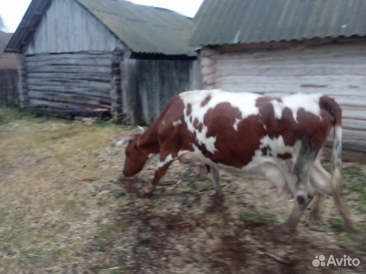 Корова дойная