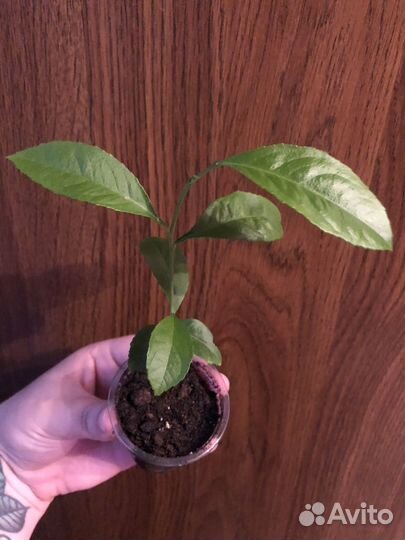 Лимон не привитый