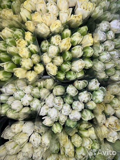 Тюльпаны к 8 марта оптом