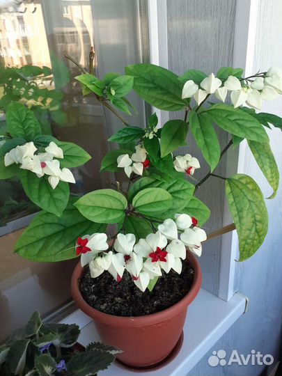 Клеродендрум томсона