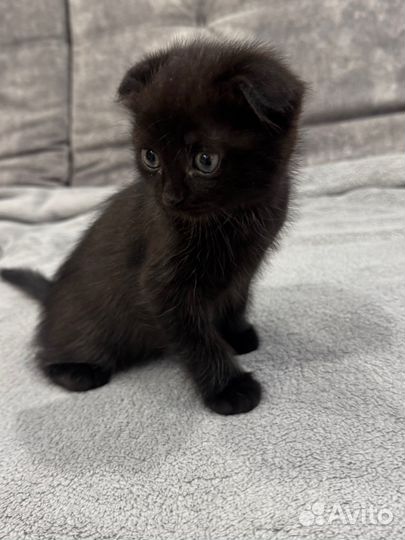 Шотландская вислоухая кошечка