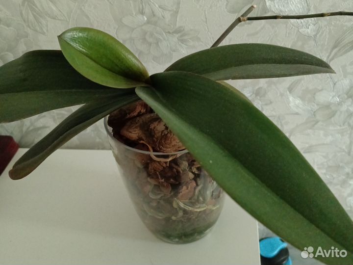 Орхидея фаленопсис